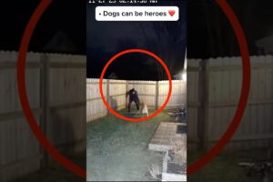 Dog Protects Owner -  Heartwarming Moment 🐶❤️