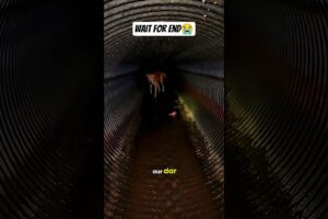 Dog Rescue (PART-1) #dog #shorts #animals #rescue