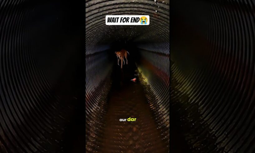 Dog Rescue (PART-1) #dog #shorts #animals #rescue