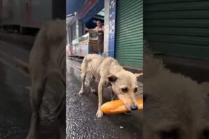 Dog Rescue Stories: Saving a Mother Dog Stealing Bread to Feed Her Puppies | Animal Rescue Videos