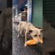 Dog Rescue Stories: Saving a Mother Dog Stealing Bread to Feed Her Puppies | Animal Rescue Videos