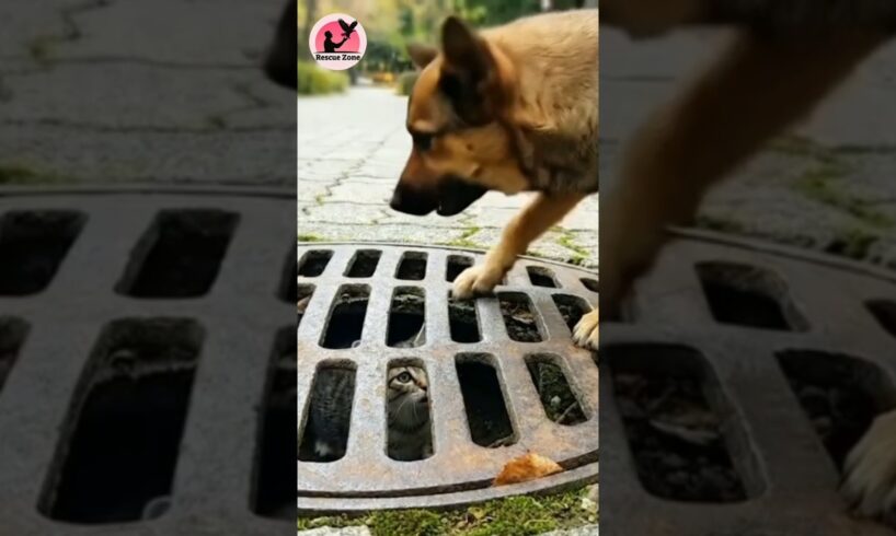 Dog Saved a Kitten #dog #kitten #cat #shorts