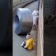 Dog Stops Rolling Metal Coil From Crushing Toddler | Unbelievable Hero Pet Moment