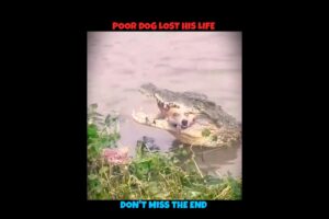 Dog V/S Crocodile #viralshorts #viralytshorts #shorts #animalshorts #ytshorts #wildlife #dog #wild
