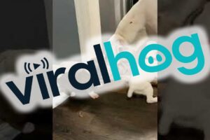 Doggie Dad Plays With His Puppies || ViralHog