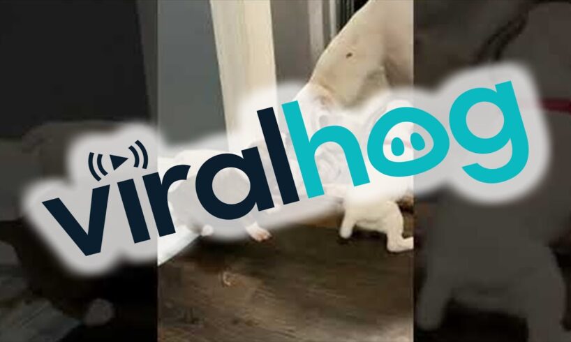 Doggie Dad Plays With His Puppies || ViralHog