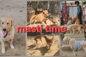 Dogs playing: Episode 34 #Millenniumshepherd dog #indibreed #petviral #shortvideo #funny #animals