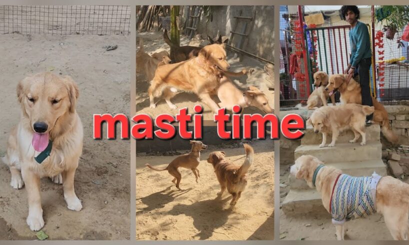 Dogs playing: Episode 34 #Millenniumshepherd dog #indibreed #petviral #shortvideo #funny #animals