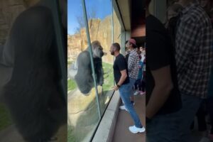 Don’t Challenge a Silverback — The Zoo Revenge 😭🦍 #animals #funny #gorilla