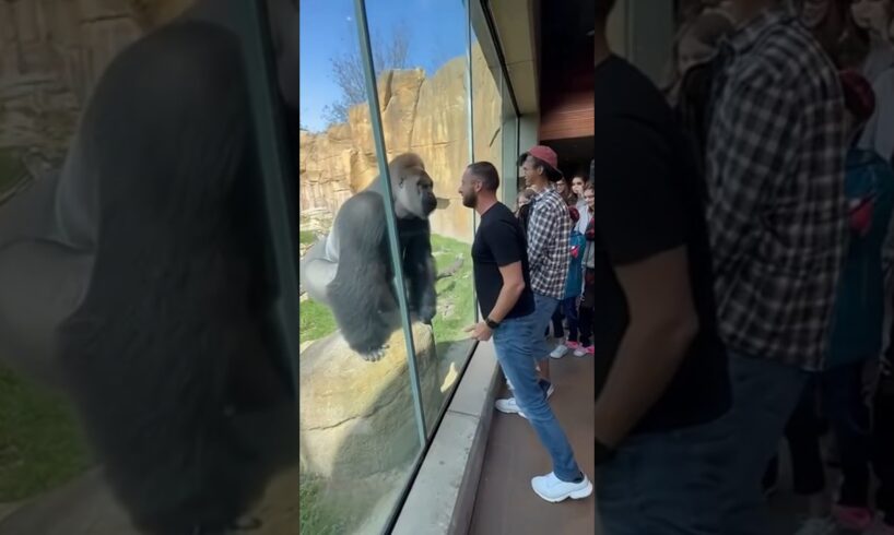 Don’t Challenge a Silverback — The Zoo Revenge 😭🦍 #animals #funny #gorilla