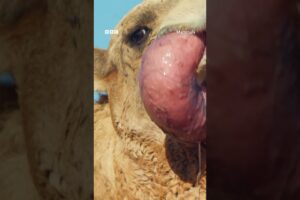 Dromedary camels possess an inflatable sac which they protrude from their mouths 🐪 #Mammals