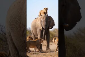 ELEPHANT DEFEATS LION🙀 #animallovers #wildlife #animals #lion #jungle #fyp #shorts #public