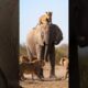 ELEPHANT DEFEATS LION🙀 #animallovers #wildlife #animals #lion #jungle #fyp #shorts #public