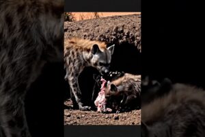 Eagle Revenge! Lifts Hyena & Drops It To Hungry Orca   Instant Karma