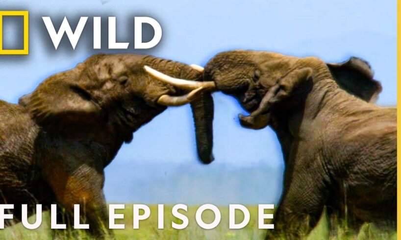 Elephant Rampage! (Full Episode) | Animal Fight Night | Nat Geo Animals