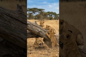 “Elephant Saves Trapped Lioness | Emotional Wildlife Rescue in Savanna 🐘🦁” #funny #shorts