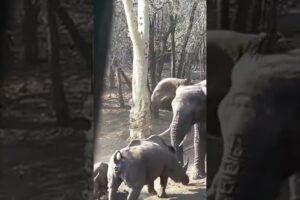 Elephant Vs Rhinoceros fight #shorts