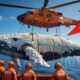 Emotional Ocean Rescue: Saving a Whale from the Threat of Barnacles