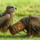 Emotional Rescue Moment as Rangers Save a Baby Hawk’s Mother Stuck in a Metal Bucket 🆘🦅