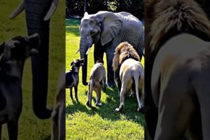 Epic Animal Battle: Dog, Monkey & Elephant vs Lion - Incredible Rescue