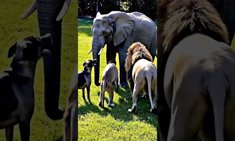 Epic Animal Battle: Dog, Monkey & Elephant vs Lion - Incredible Rescue