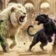 ⚔️ Epic White Lion vs Stone Panther | Wild Animal Fights | Shocking Outcome!
