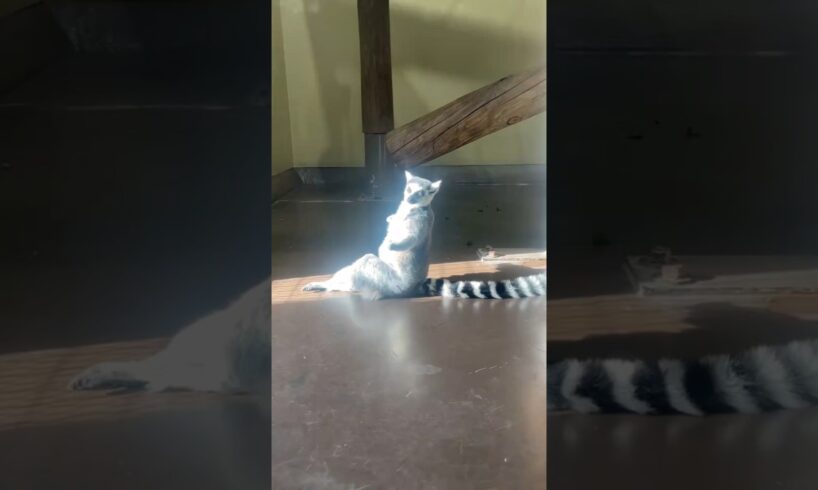 Este animal PELEA poniendo la COLA en otros🦧🦧 #anillo #lemur #primate