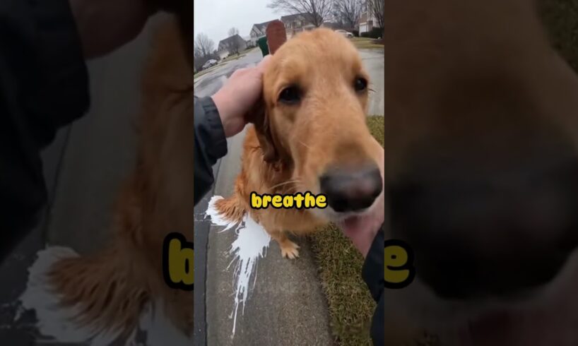 Every Dog Must Be WHITE! — She Was Painting Him On The Sidewalk 😡