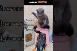 FUNNIEST Animal Fights! (Top 5 Pet Battles That Will Make You LOL)