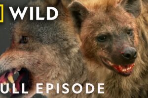 Facing Sudden Death (Full Episode) | Animal Fight Night | Nat Geo Animals