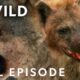 Facing Sudden Death (Full Episode) | Animal Fight Night | Nat Geo Animals