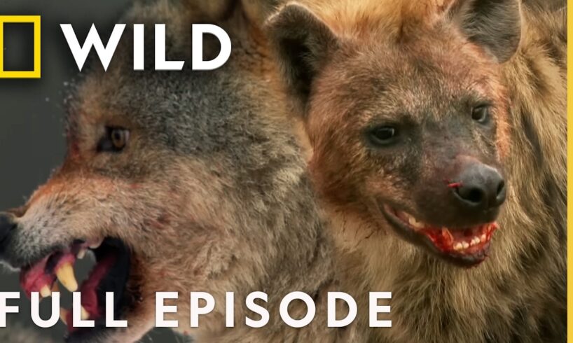 Facing Sudden Death (Full Episode) | Animal Fight Night | Nat Geo Animals