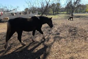 “Farm Animals Eating & Playing | Cute Barnyard Moments to Farmer in the Dell”