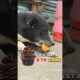 Feeding Sick Helpless Dog 😢 | Hungry Stray Dog Rescue Story | Emotional Street Dog Video