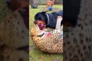 Forest Edge Battle Guard Dog Fights Off Wild Leopard for Calf!