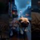 Freezing Kitten & Pug Fight to Survive the Storm Alone 🌧️🐾💔