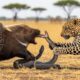 From Prey to Legend – Fearless Porcupine Faces Leopard and Cobra | Animal Fights