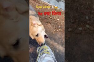 Fun Time With My Dog 🐶❤️ | Dog Playing Short Video | #dogshorts #dog