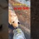 Fun Time With My Dog 🐶❤️ | Dog Playing Short Video | #dogshorts #dog