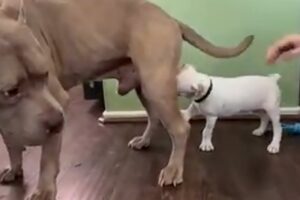 Funniest Animals 🐧 - Best Of The 2025 Funny Animal Videos 😁 - Cutest Animals Ever 2025