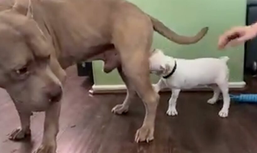 Funniest Animals 🐧 - Best Of The 2025 Funny Animal Videos 😁 - Cutest Animals Ever 2025