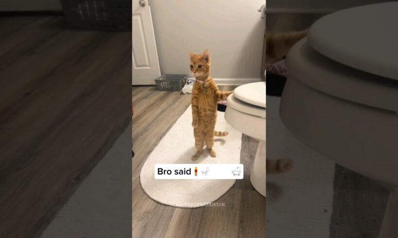 Funny Animals 2024 😂 - Funniest Cats and Dogs video 🐱 🐶 #shorts