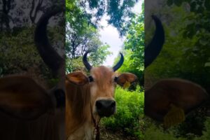 Funny Cow videos🐄Cat 🐈Dog🐕Monkey🐒Bug🐛 video #shorts #viral #cow #cowdance #cowvideos #cows #dog #bug