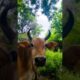 Funny Cow videos🐄Cat 🐈Dog🐕Monkey🐒Bug🐛 video #shorts #viral #cow #cowdance #cowvideos #cows #dog #bug