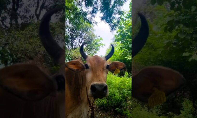 Funny Cow videos🐄Cat 🐈Dog🐕Monkey🐒Bug🐛 video #shorts #viral #cow #cowdance #cowvideos #cows #dog #bug