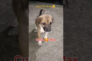 Funny Dogs Videos!!Cute Puppies Funny Moment Video #puppy #dog #funny #viral #shorts