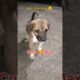 Funny Dogs Videos!!Cute Puppies Funny Moment Video #puppy #dog #funny #viral #shorts