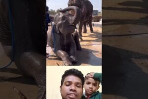 “Funny Elephant Moments | Cute Elephant Playing & Fun Activities”#animals#elephant#babyelephant