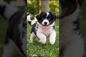 Funny 😂 Puppy Jumping Video 🐕 #pets #cute #puppy #dog #animals #shorts