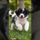 Funny 😂 Puppy Jumping Video 🐕 #pets #cute #puppy #dog #animals #shorts